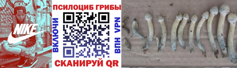 это Telegram  Новотроицк  Галлюциногенные грибы GOLDEN TEACHER 